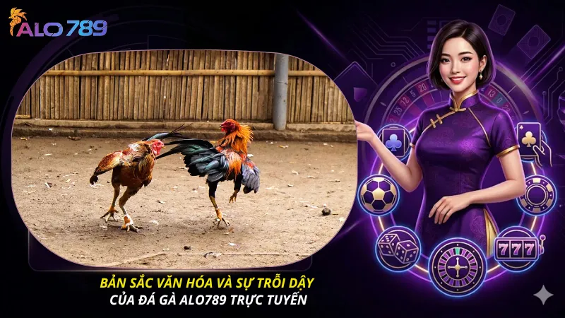 Bản sắc văn hóa và sự trỗi dậy của đá gà ALO789 trực tuyến