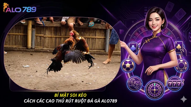 Bí mật soi kèo: Cách các cao thủ rút ruột đá gà ALO789